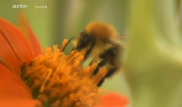 thumbnail - Le mystère de la disparition des abeilles